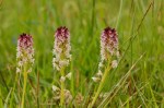 Orchis ustulata