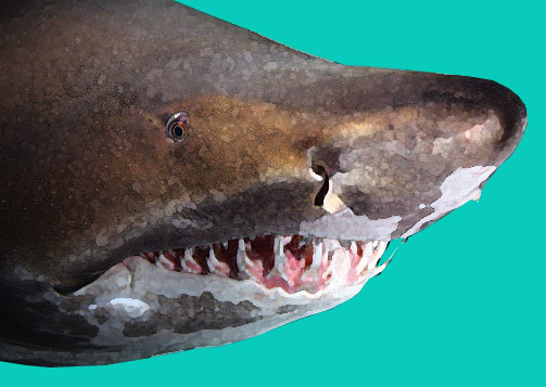 Les principales espèces de requins – Nadinature